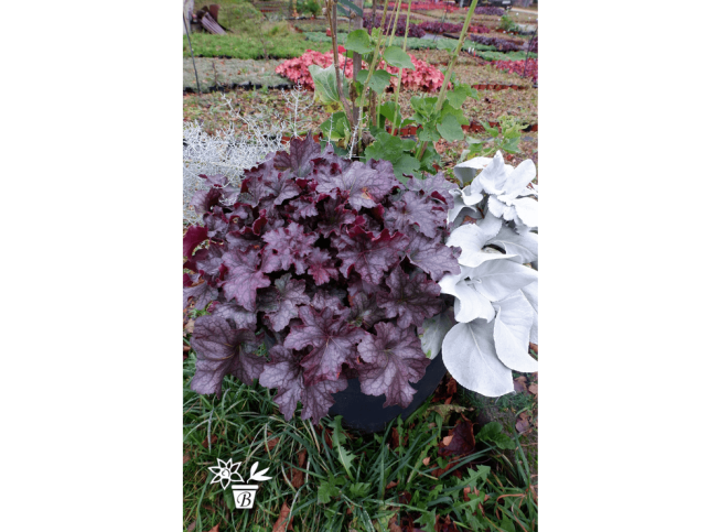 Heuchera   'Rex Purple'